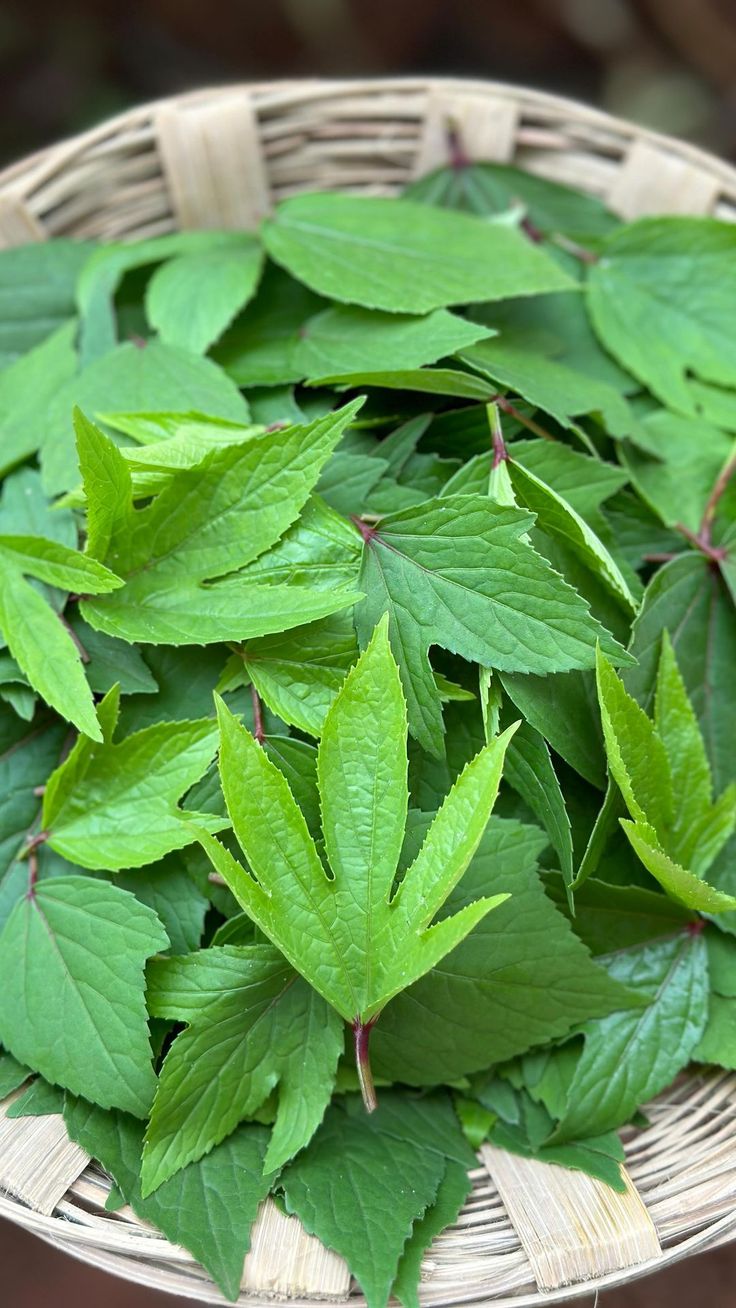 Gongura pickle